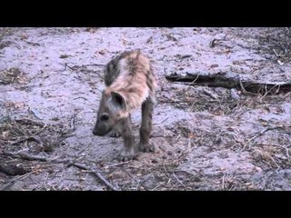 Kaingo Camp's Newest Member Stands Watchful Guard