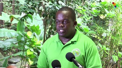 Saint Lucia: Ten-Year Forest Protection Plan Unveiled