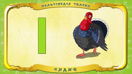 Мультіпедія тварин. Літера І Індик
