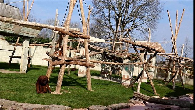 Les orangs-outans découvrent leur enclos réaménagé pendant l'hiver !