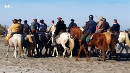 Saintes maries de la mer-Abrivados des plages-longues-10-11 Nov. 2015 .