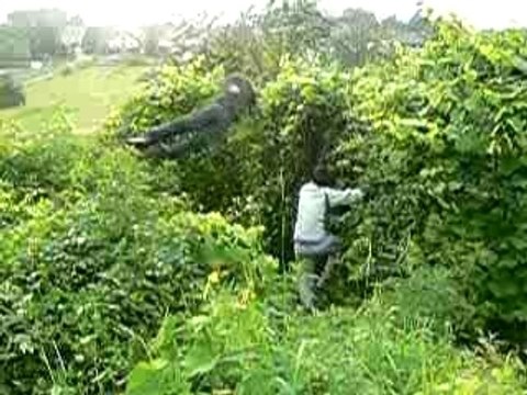 saut dans les buissons 4