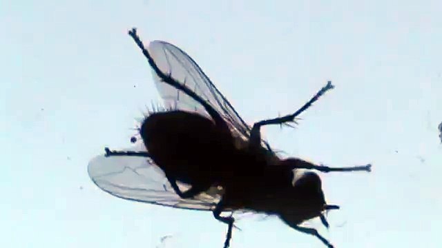 Красивая орловская крупная муха сидит на окне Город Орёл Видео прикол