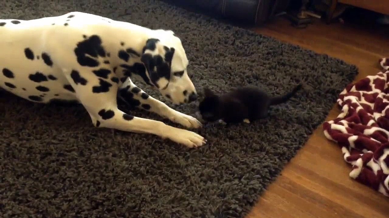 Un chaton joue avec un dalmatien