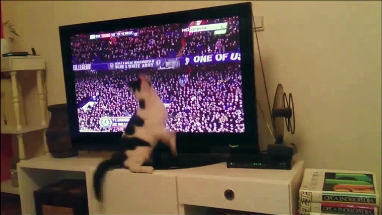 Ce chat adore regarder les matchs de foot