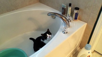 Ce chat essaie par tous les moyens d'ouvrir le robinet d'eau
