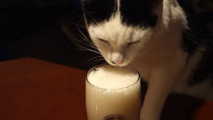 Qui a dit que les chats n'aiment pas la bière?