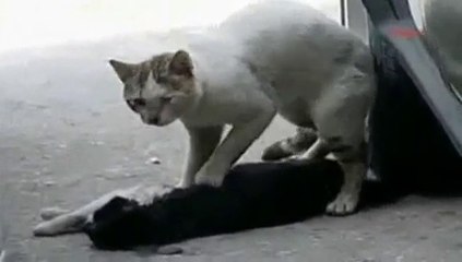 Un chat tente de réanimer un autre chat