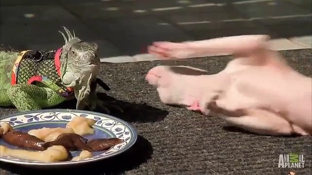 Un iguane avec des bébés chats sphynx