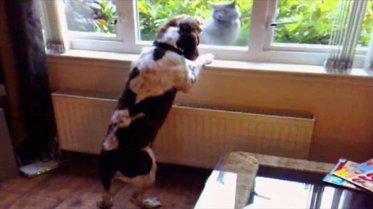Quand chiens et chats vivent ensemble