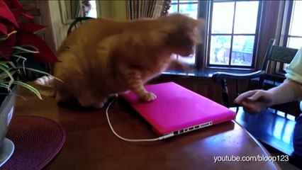 Des chats vilains avec leur maître!