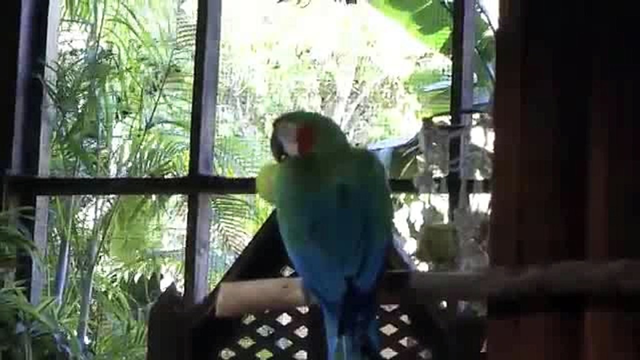 Funny Parrot Show