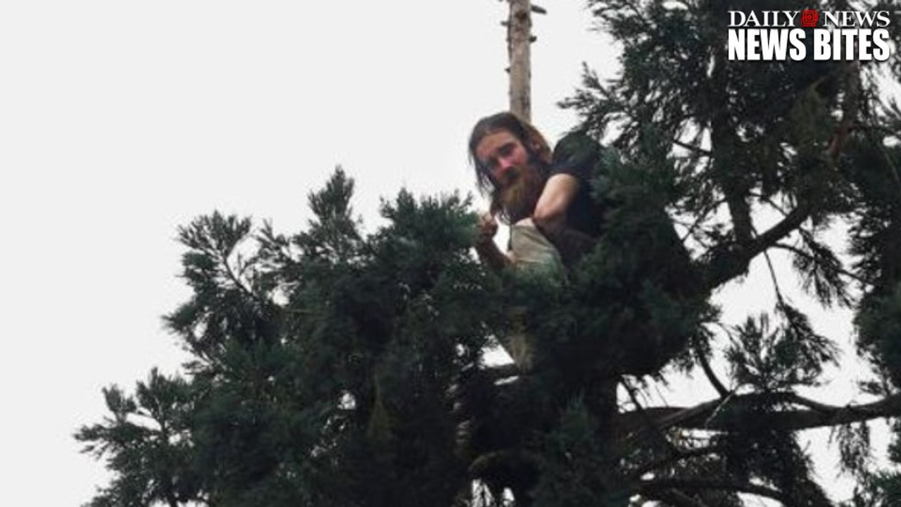 Man Builds A Bed In An 80-Foot Sequoia Tree In Downtown Seattle