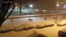 Mob of Deer Spotted Frolicking in Washington, D.C., Park