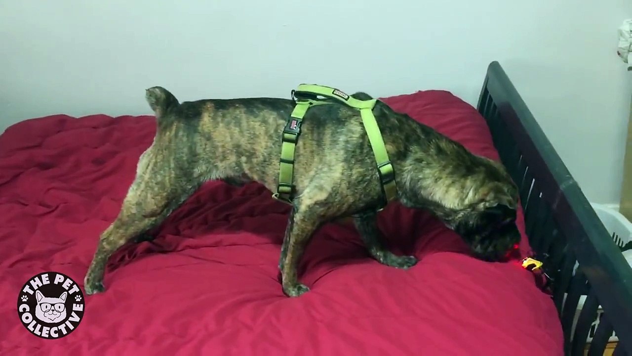 Pets vs Machines