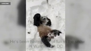 Panda suit man in snow battle challenge to Tian Tian - BBC News