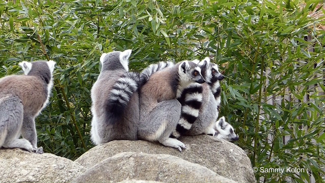 Lemuren zum totlachen