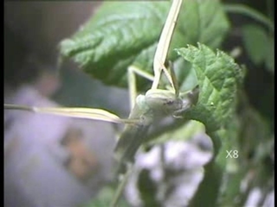 PHASME mange X8