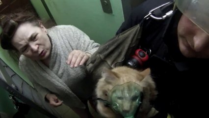 Firefighters Rescue A Kitten