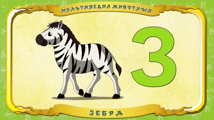 Мультипедия животных. Буква З Зебра