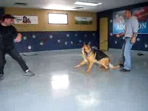 Bosco le berger allemand en début de protection (apprend a mordre)