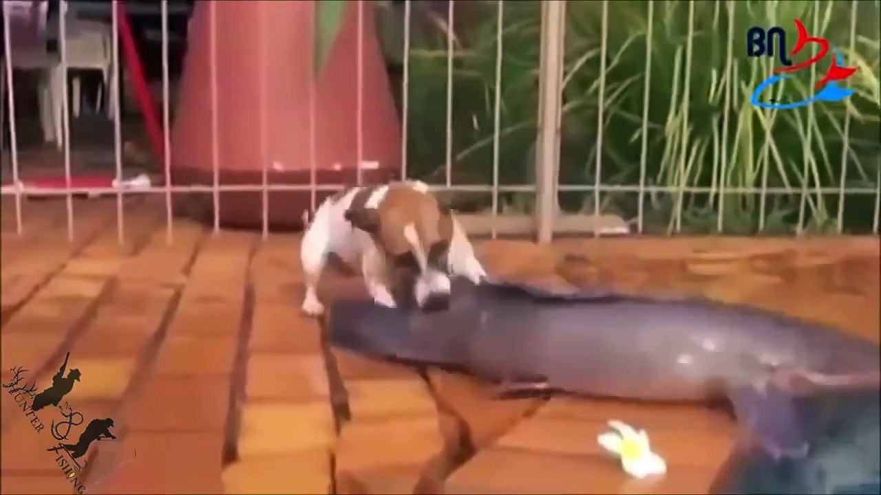 amazing video dog Catches Fish attack fish fishing fails