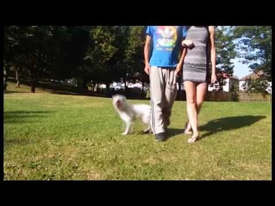 This Dog's Range of Tricks Will Blow Your Mind