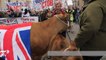 Farmers march with sheep, cows in London against cheap milk