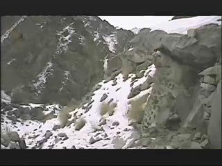 NATURE | Silent Roar | Signpost | PBS