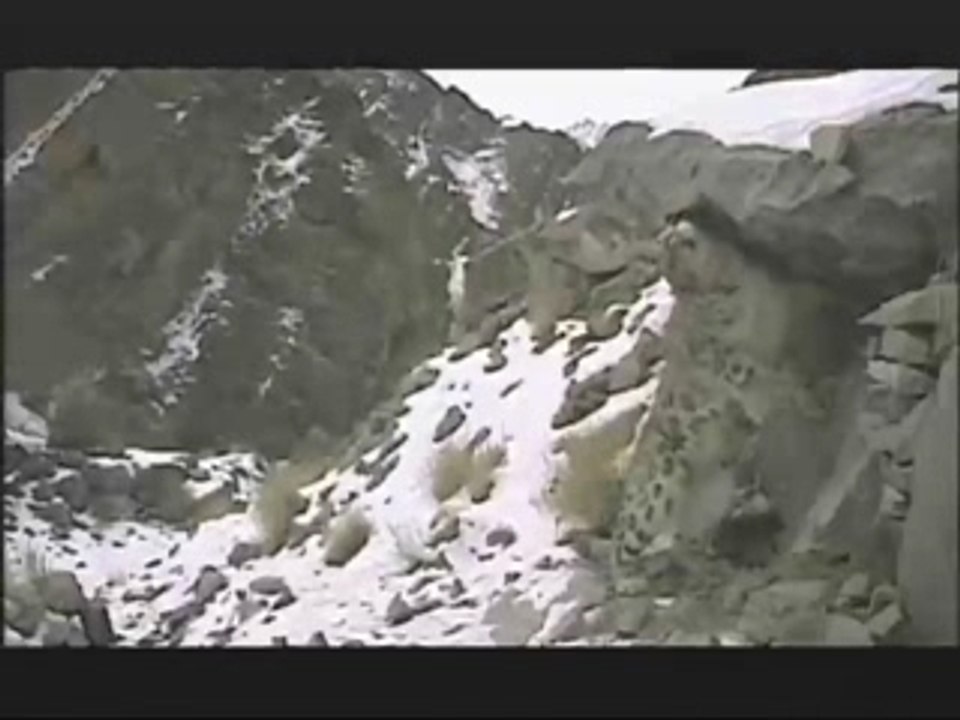NATURE | Silent Roar | Signpost | PBS