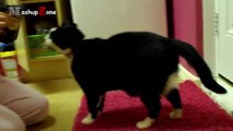Fat Cat A Funny Fat Cats vs Doors Compilation || NEW HD