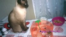 Cat vs turtle:Funny cat playing with turtle I Oggys World