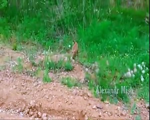 Мои дети будут расти на таких видео