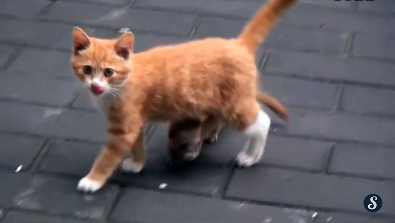 Friendship between a cat and a weasel