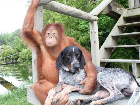 Необычная дружба животных.