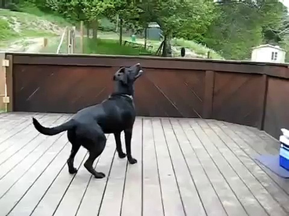 Мечты сбываются! Собака в шоке )))