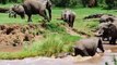 Amazing Stunningly Beautiful Elephants and Baby