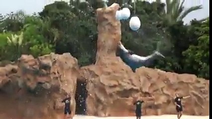 Dolphin Playing Amazing Tricks