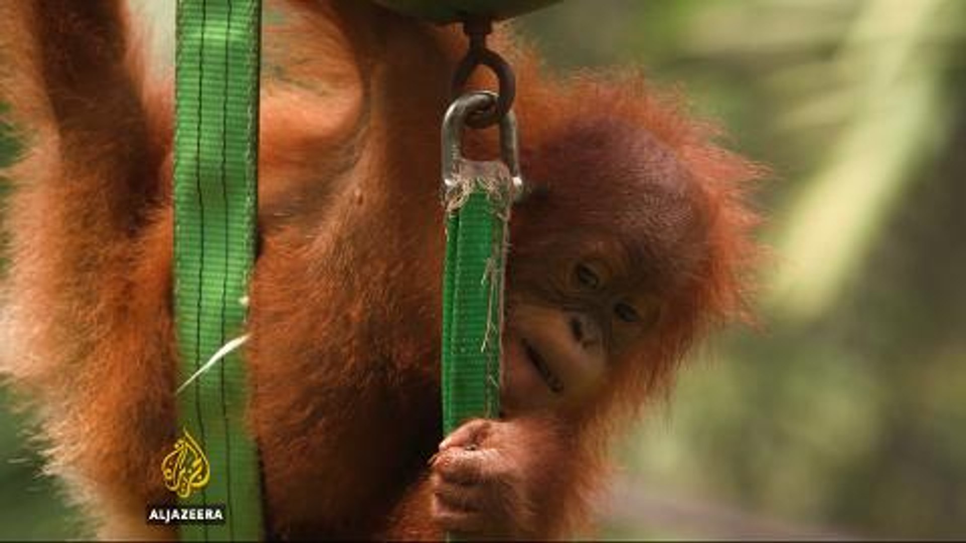 Indonesia's orangutans: efforts to create sustainable home