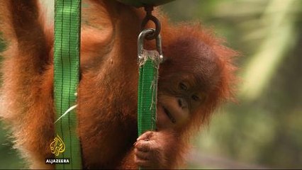 Indonesia's orangutans: efforts to create sustainable home