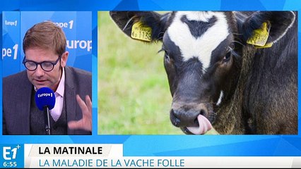 Vache folle : le retour d'une maladie inquiétante