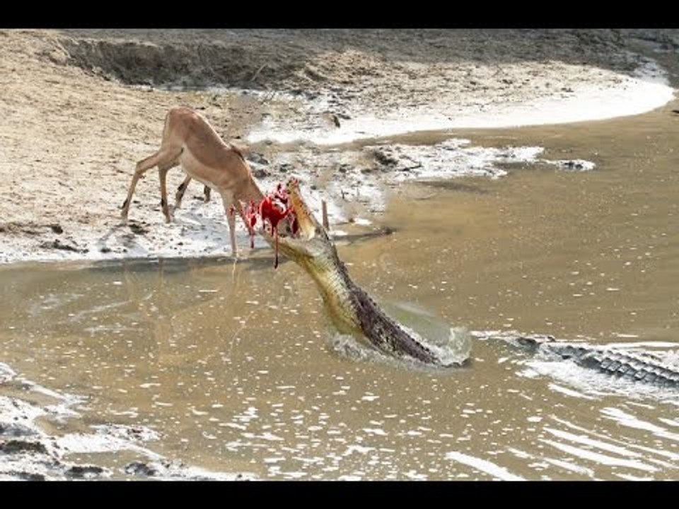 Most Amazing Crocodile Attacks Deer Compilation - Wild Animals Attack