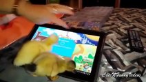 Cute and Funny Duckling Videos Compilation 2015 - Video