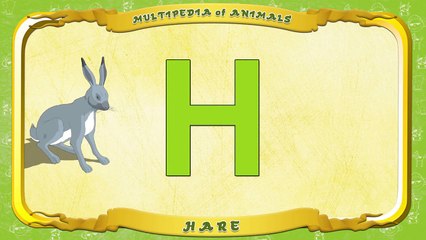 Multipedia of Animals. Letter H Hare