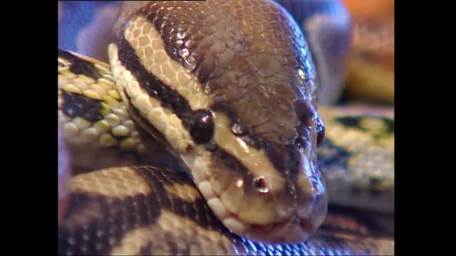 Terrified women put in Box full of spiders | Fear Factor Extra