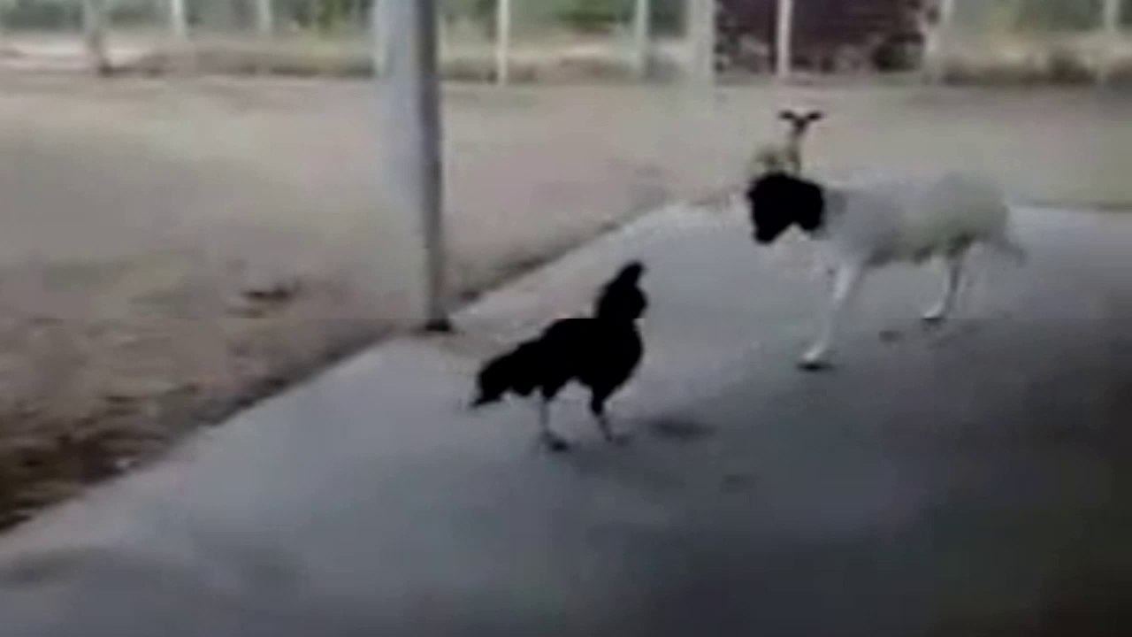 Best Funny Animals of Goat vs Chicken