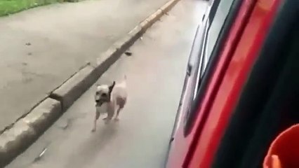 Loyal Dog Chases Ambulance Driving His Owner All The Way To The Hospital