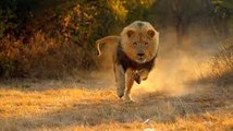 The killer attack wild lions in action Life of Lions  , lions documentary national geographic 2016