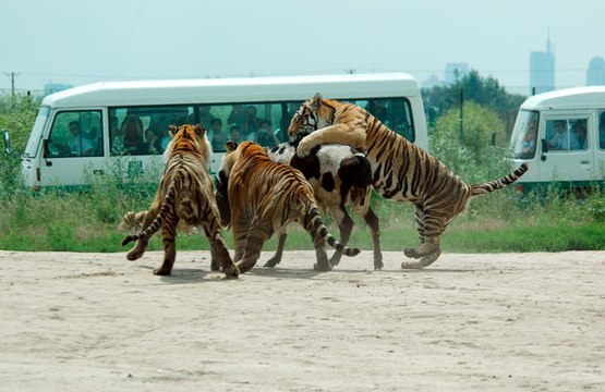 Tiger Attacks Wild Boar compilation - Animal attack
