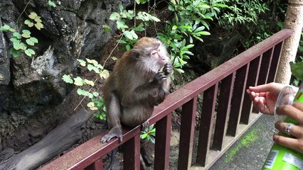 Monkey Stealing Potato Chips